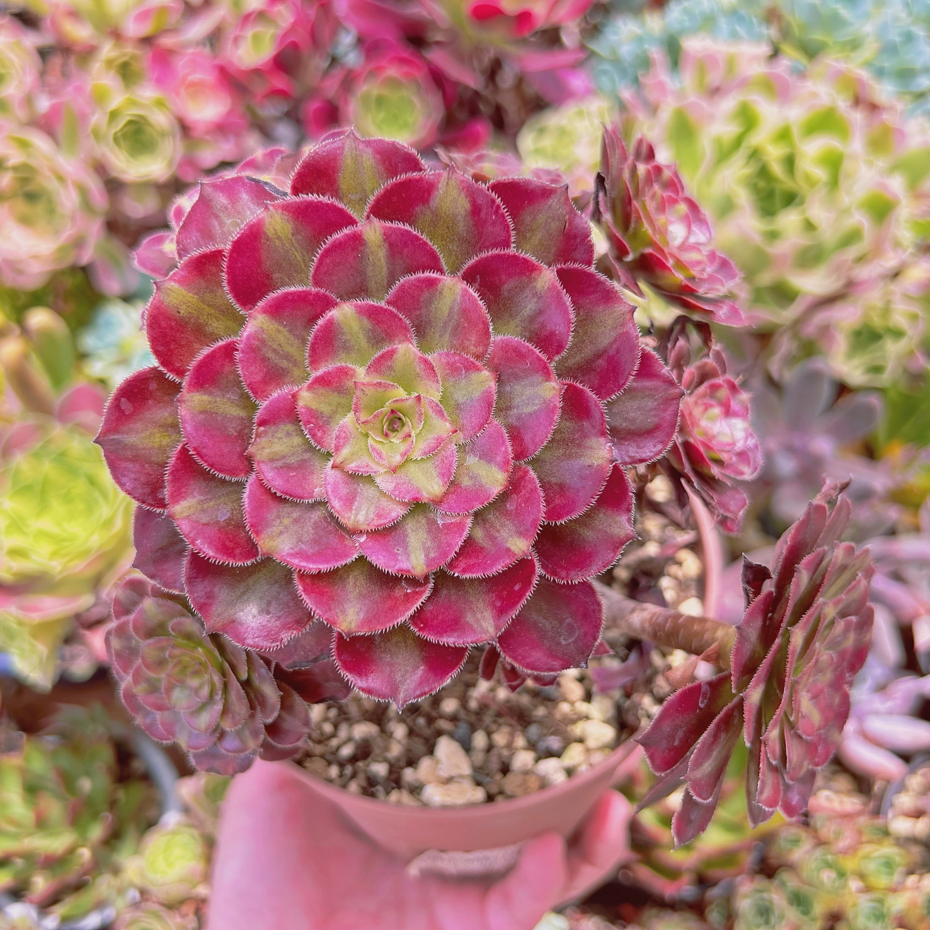 #224現物　多肉植物　美姫(Aeonium)　特大群生　抜き苗