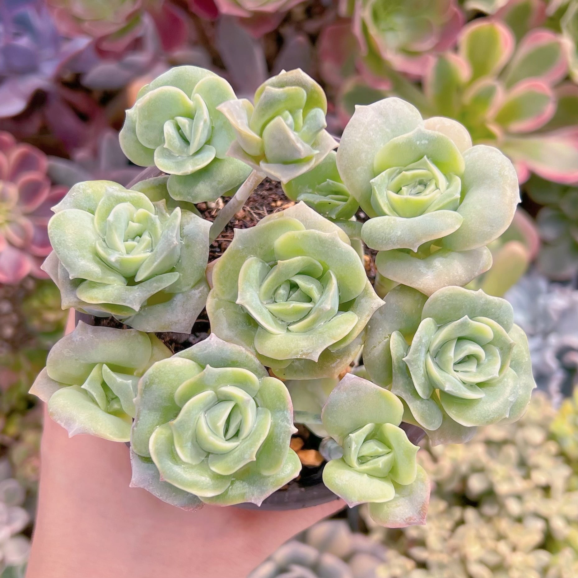 現品　ラブリーローズ#872   古株　るる農園