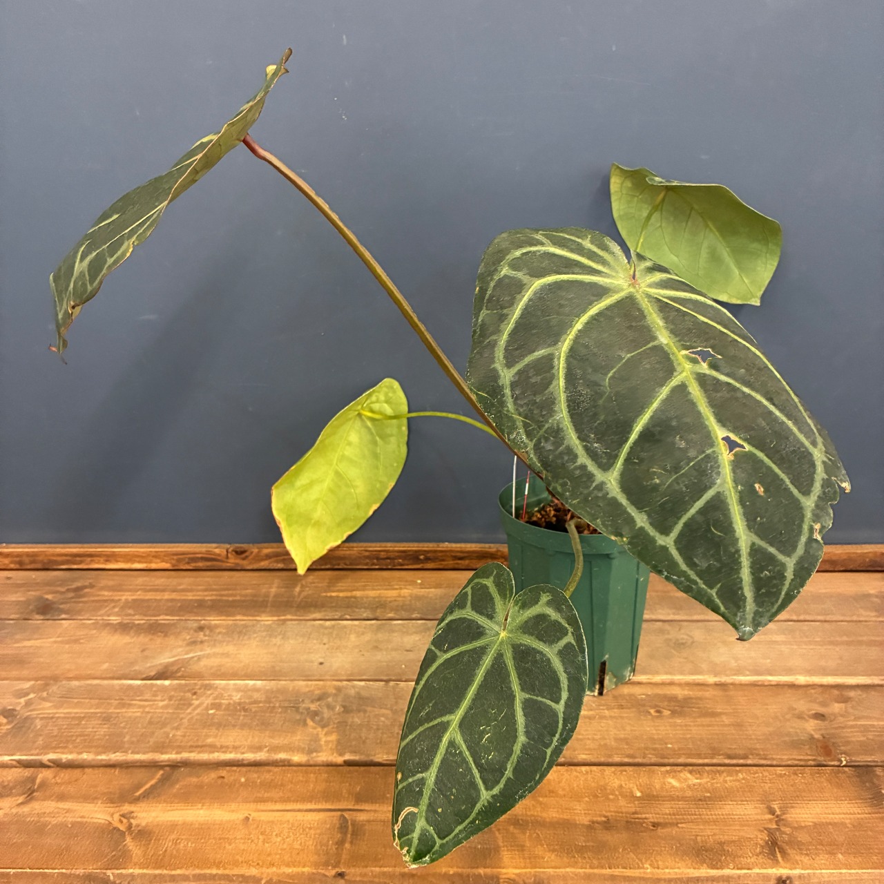 【クリアランスセール対象商品】アンスリウム　magnificam 'Silver' × (Michell × Zara F3)【352】