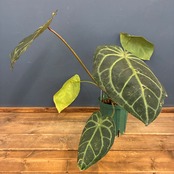 【クリアランスセール対象商品】アンスリウム　magnificam 'Silver' × (Michell × Zara F3)【352】
