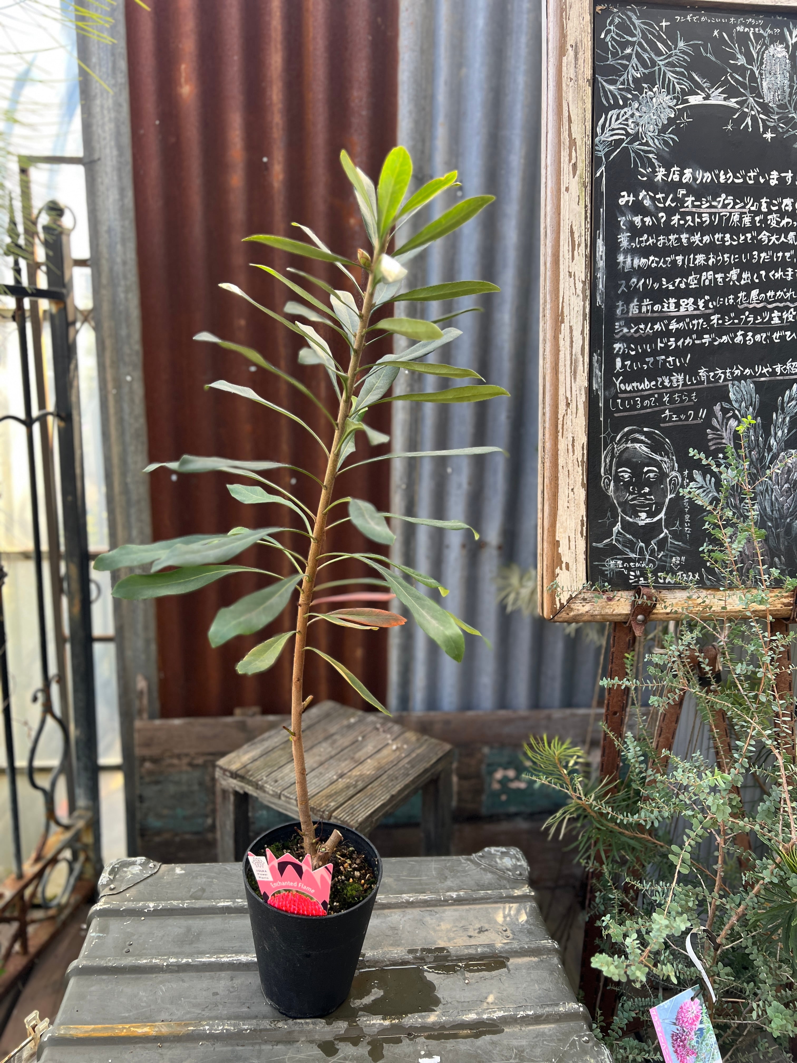 テロペアシェイディレディイエロー　超超希少！ テロペア シェイディレディ イエロー① | 沼ノ上農園