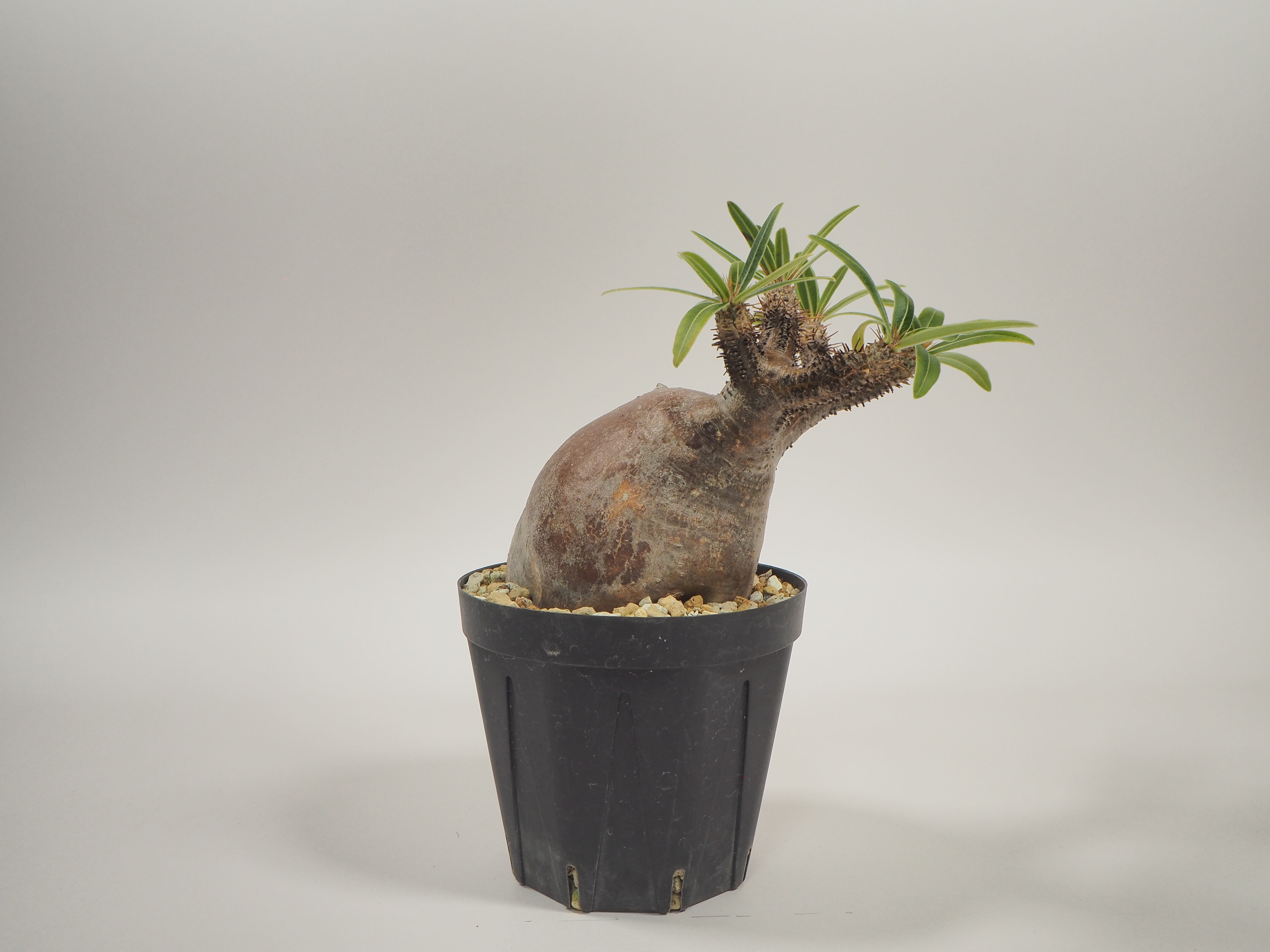 ノ3318 「現地株」パキポディウム グラキリス L 抜き苗【9/29最新到着