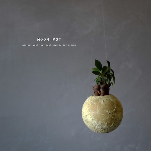 moon pot(ガジュマル)ハンギングタイプ