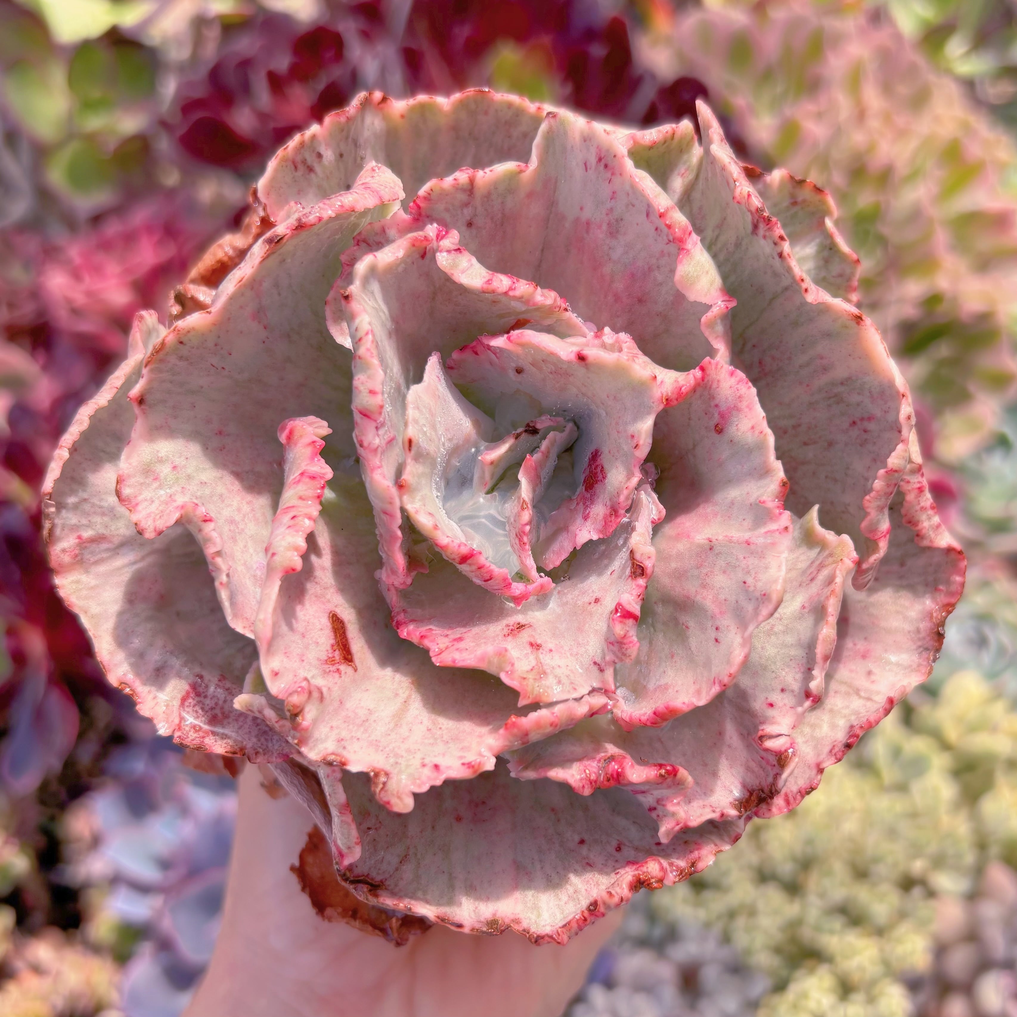 現品　女王の花笠錦#E07　last one　るる農園