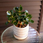 パンダガジュマル 3.5号 陶器鉢 観葉植物 ガジュマルの木 コパンダガジュマル 1220WHBE