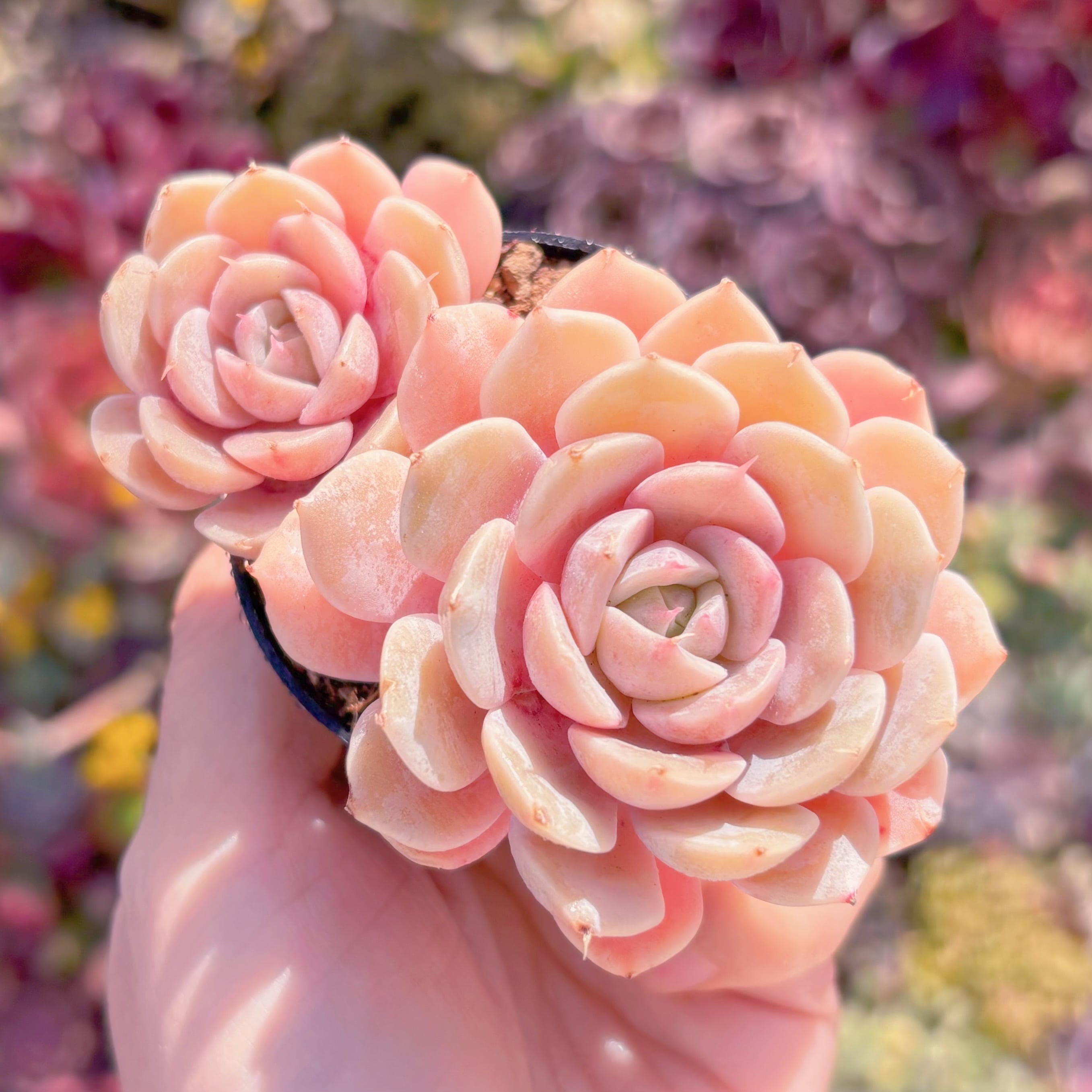 多肉植物　雪国　新入荷　るる農園