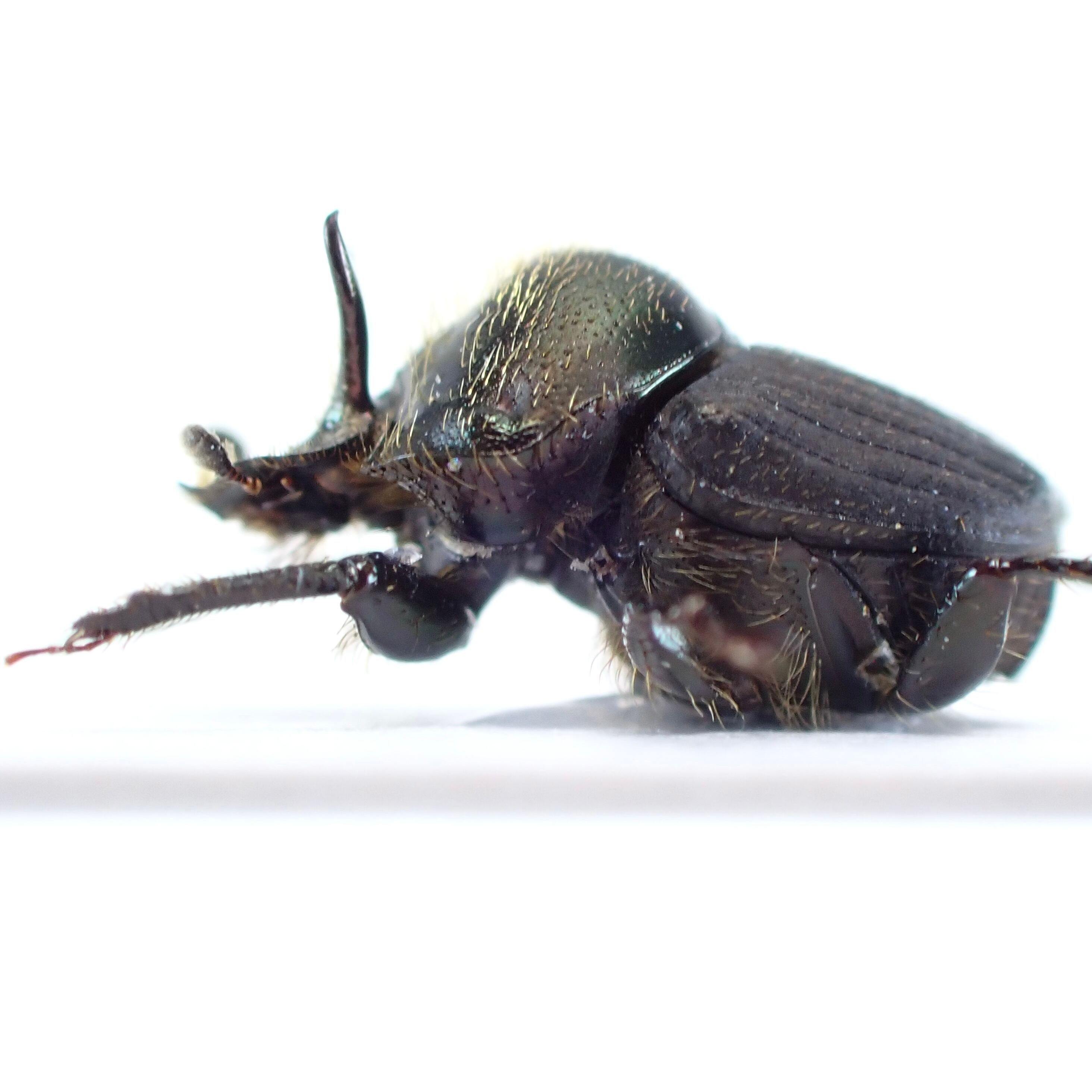 オーストラリア産 Onthophagus sp. ♂ 7mm | 昆虫標本 Diggers & Rollers
