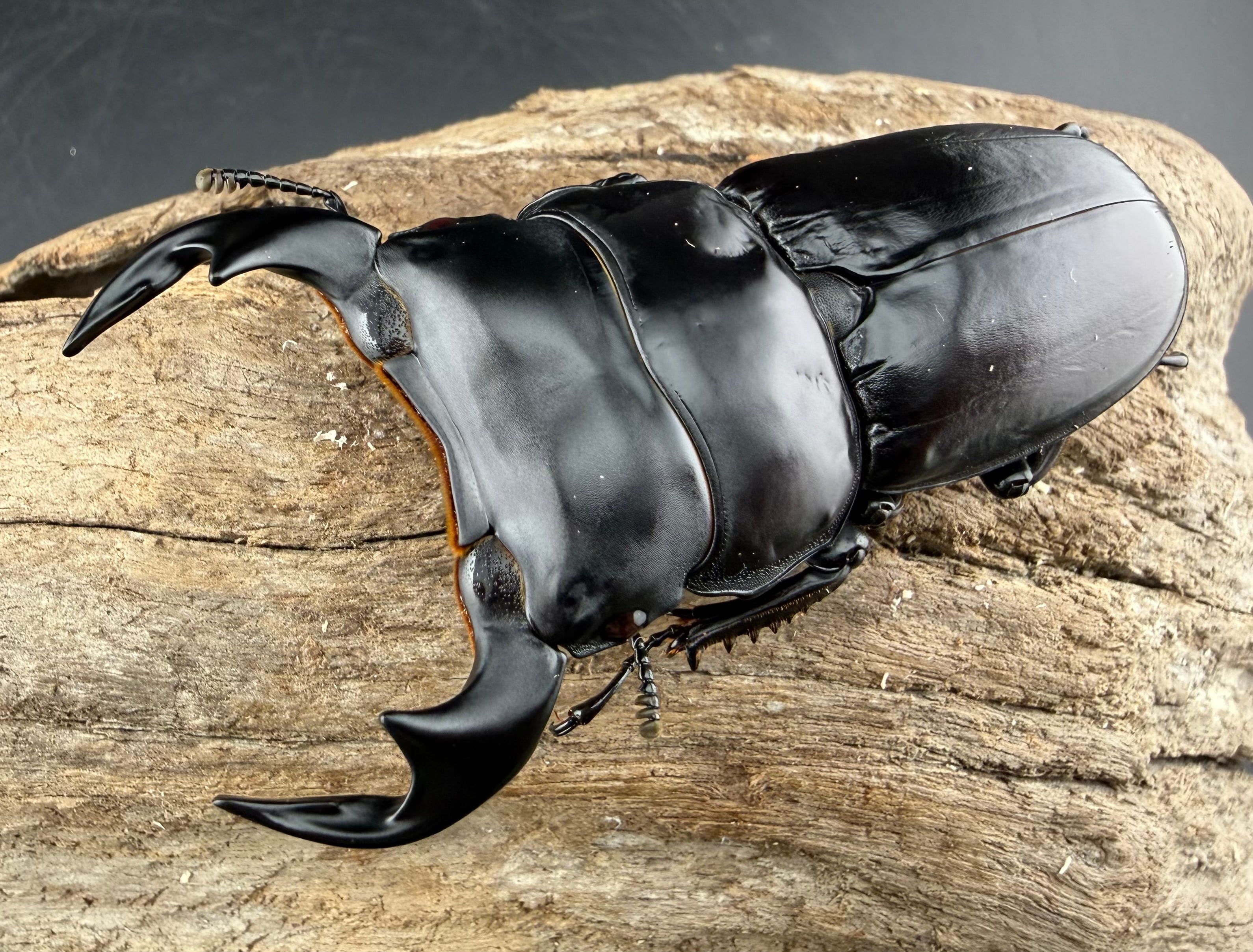 マレーアンタエウス ドルクスマンB血統 75mm ペア》 | KPW公式