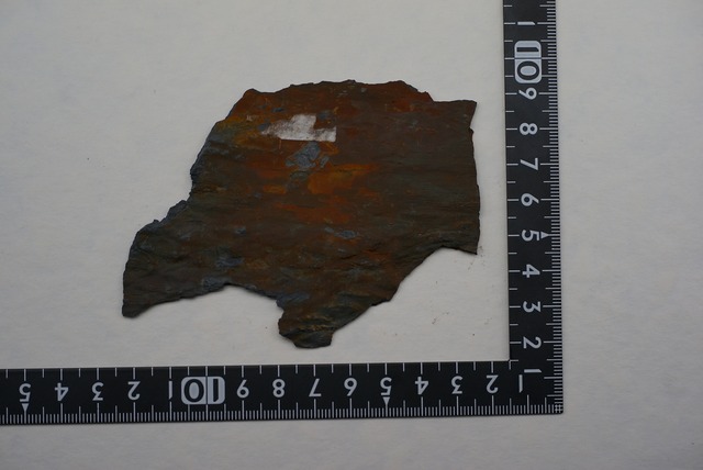 鱗木化石 Leopidodendoron aculeatum