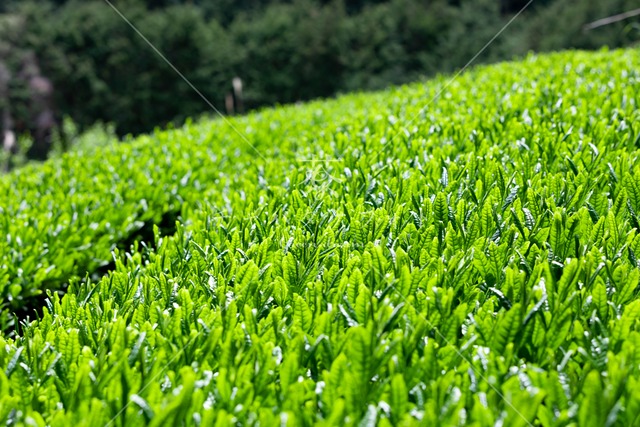 301 美しい新芽の茶畑