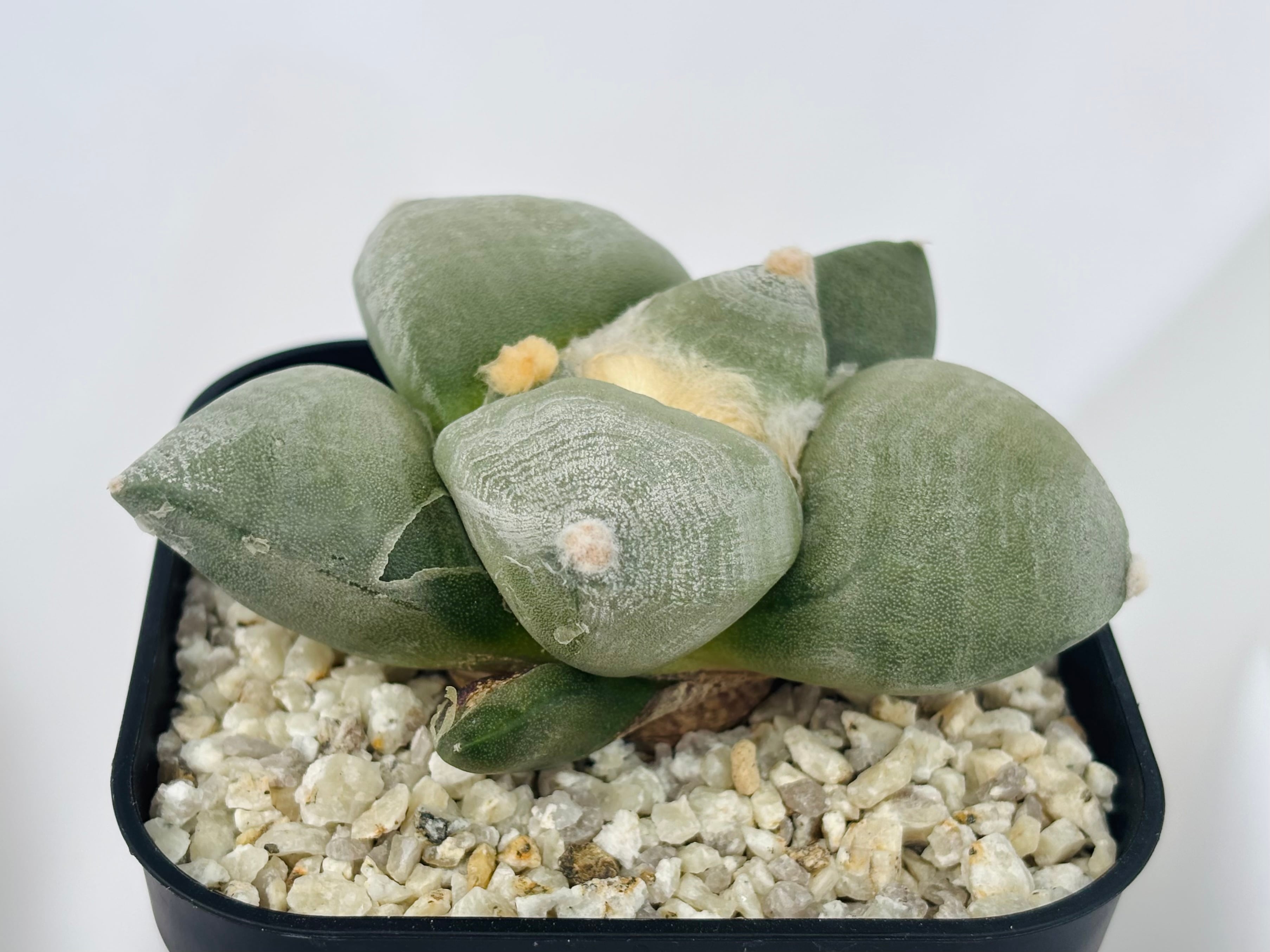 Ariocarpus furfuraceus f. アリオカルプス 大疣青磁牡丹 サボテン