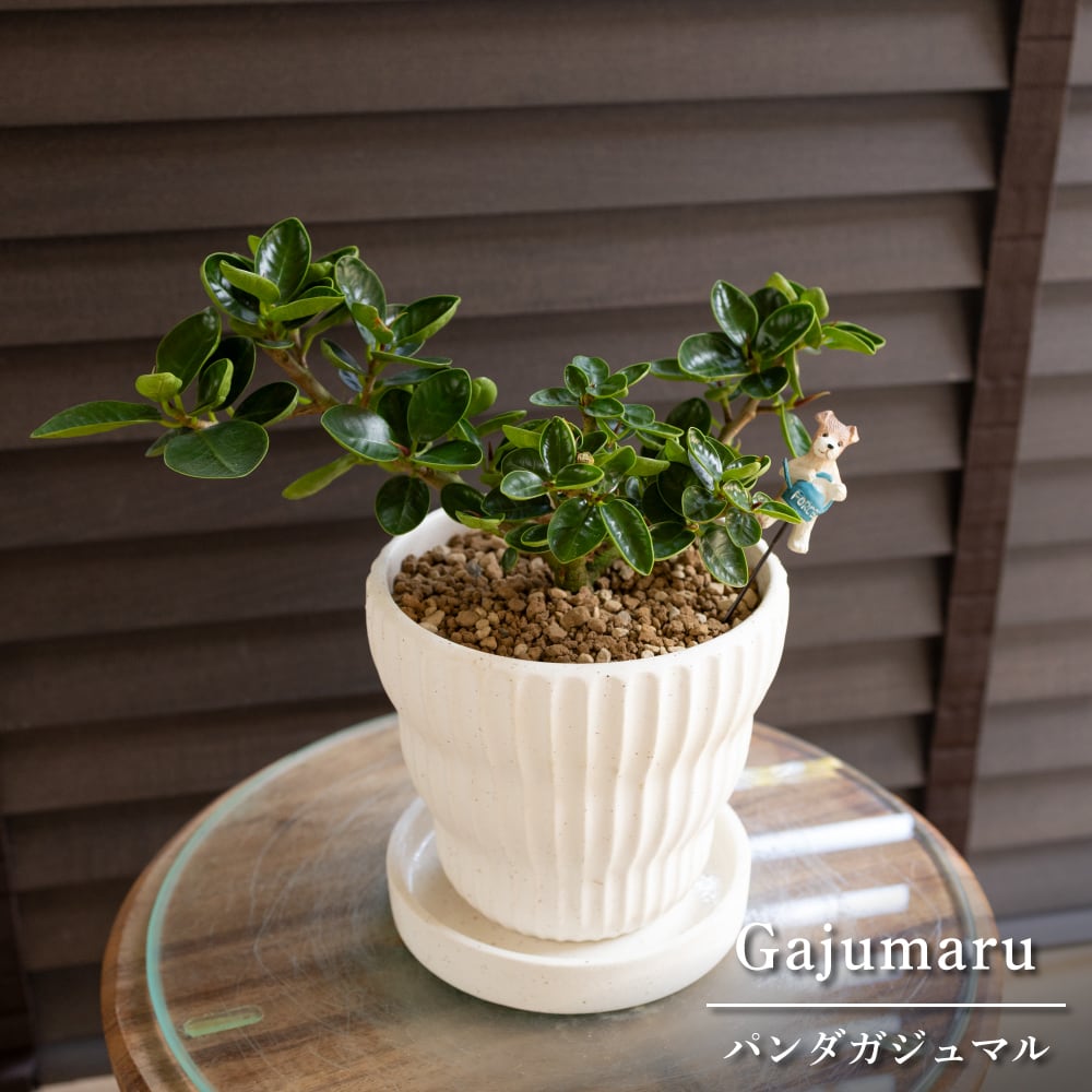 コパンダガジュマル　陶器鉢 パンダガジュマル 4号 陶器鉢 ピック付 観葉植物 コパンダ ガジュマル