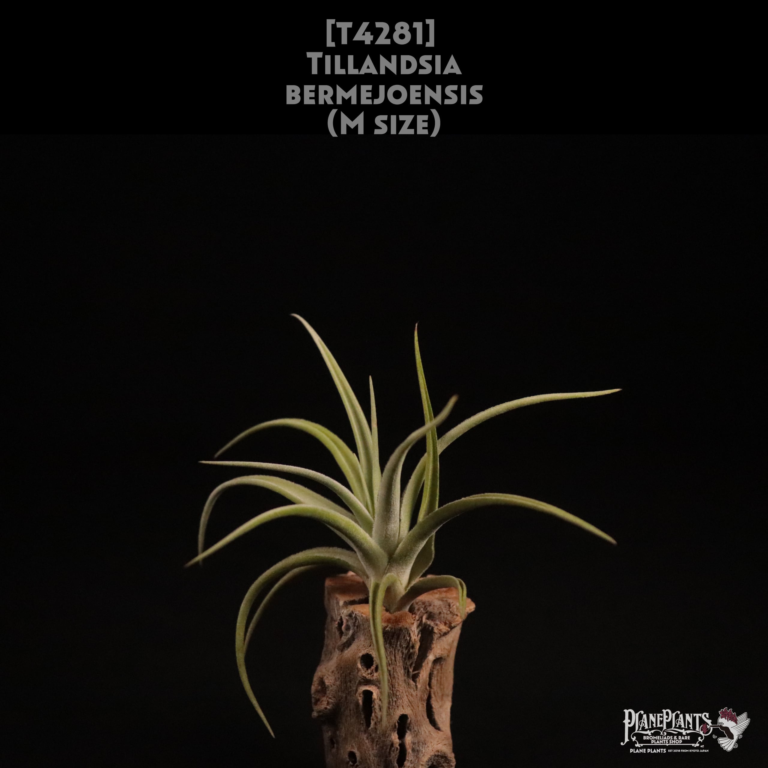 送料無料】bermejoensis M〔エアプランツ〕現品発送T4281 | plane plants