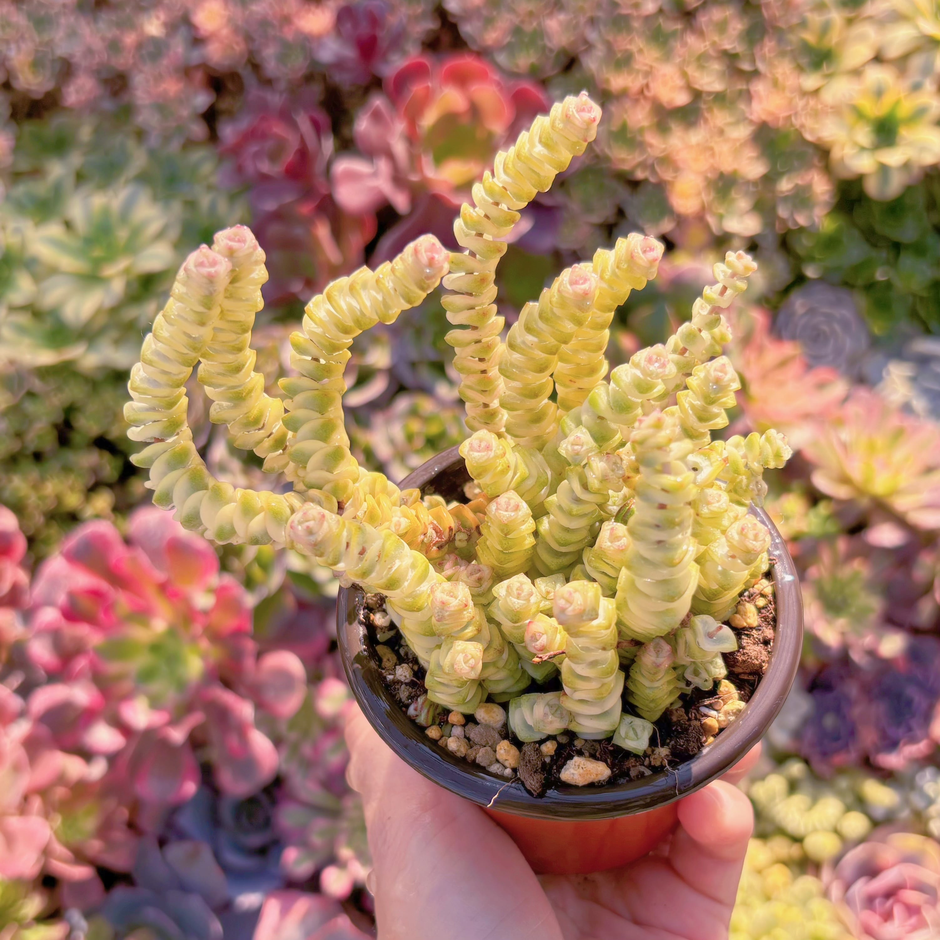 現品　ファンタジー錦#M039　るる農園