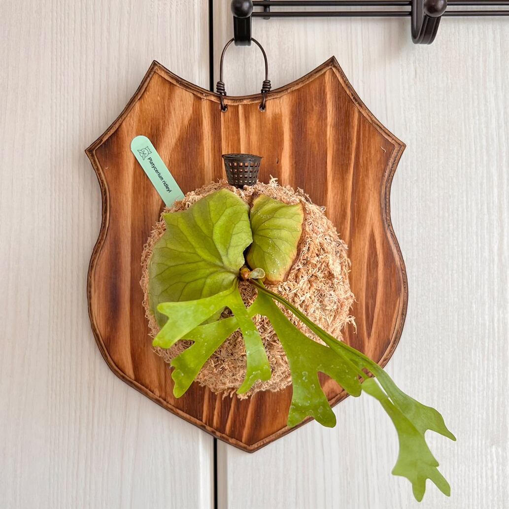 ビカクシダ リドレイ 板付 【観葉植物 室内 コウモリラン】 | bikakuya