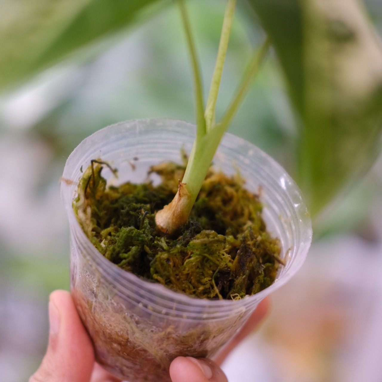 アロカシア グリーンベルベット / Alocasia Green Velvet⑤ / 観葉植物