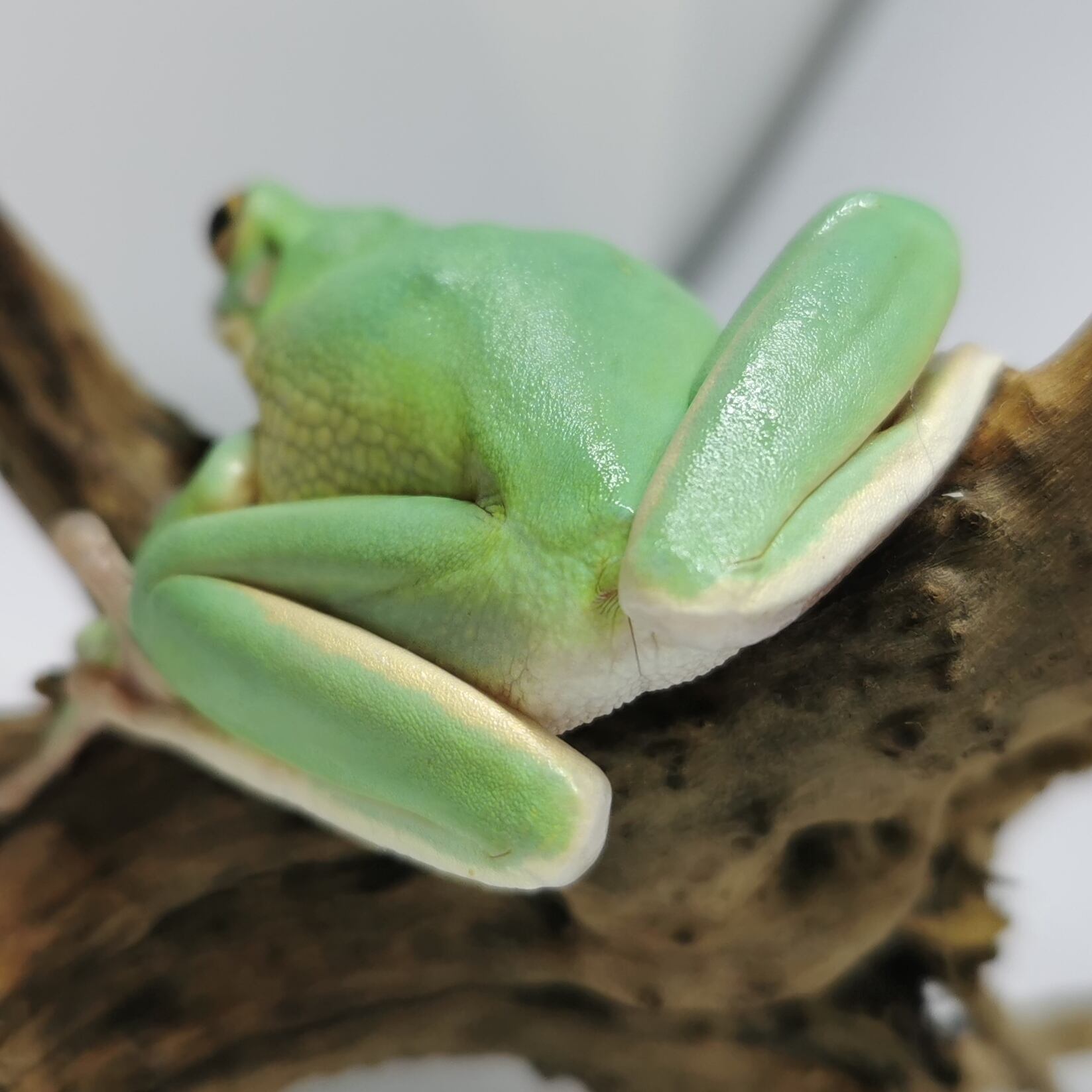 けろろの森 クツワアメガエルcb ずっしり体格 けろろの森 ときどき ころりんbug S