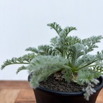 Pelargonium appendiculatum 【ぺラルゴニウム・アッペンディクラツム・実生】