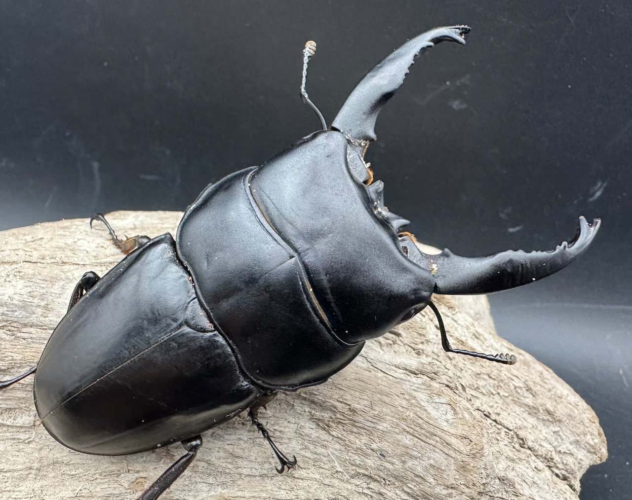 【WD】《アルキデスヒラタ ベンクール産 長歯 90mm 胸幅36mm ペア》