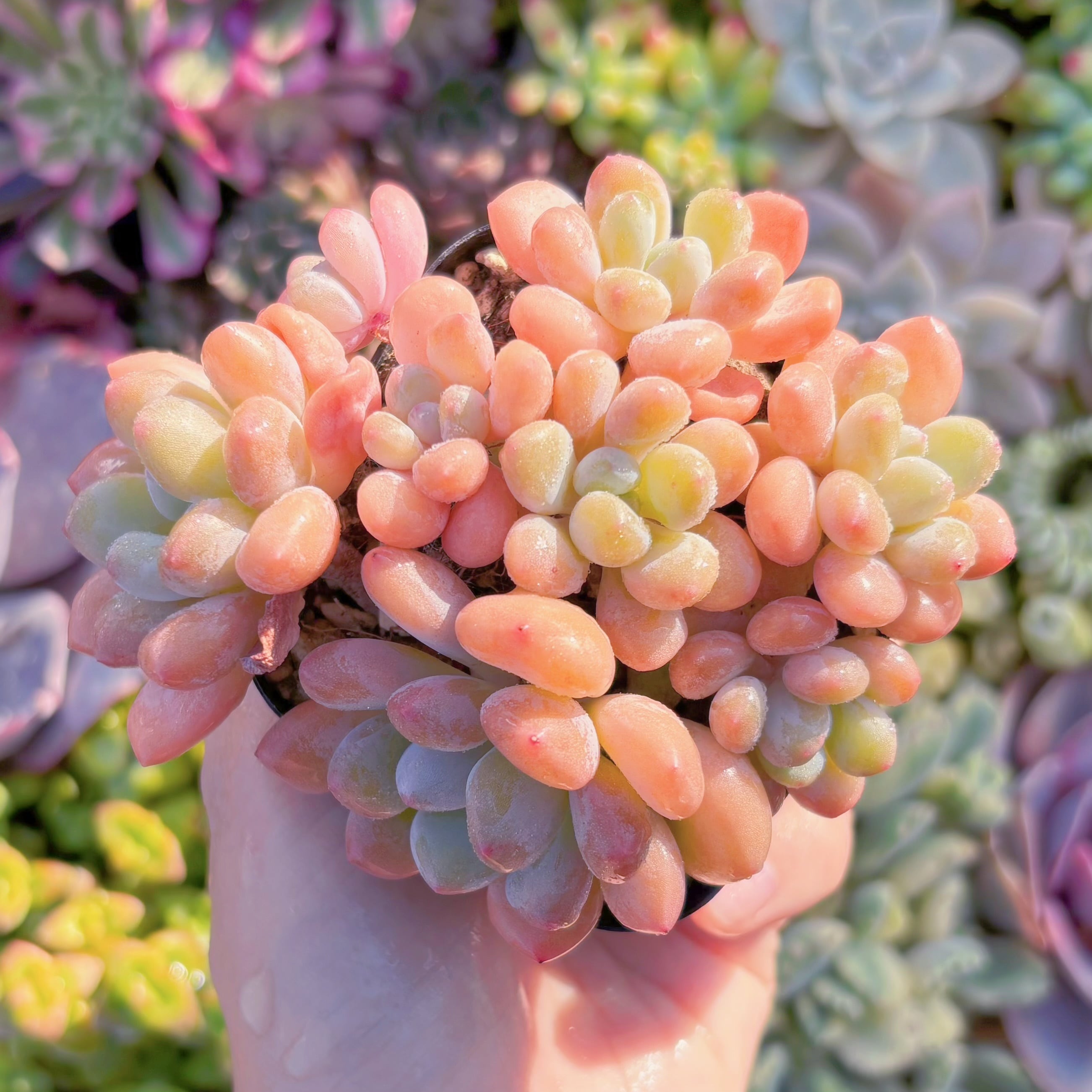 現品　ラブリーベア#M252　群生　るる農園