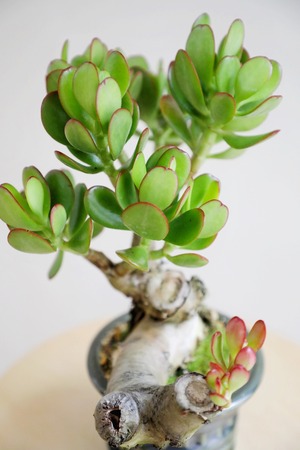 【M】花月/Crassula portulacea