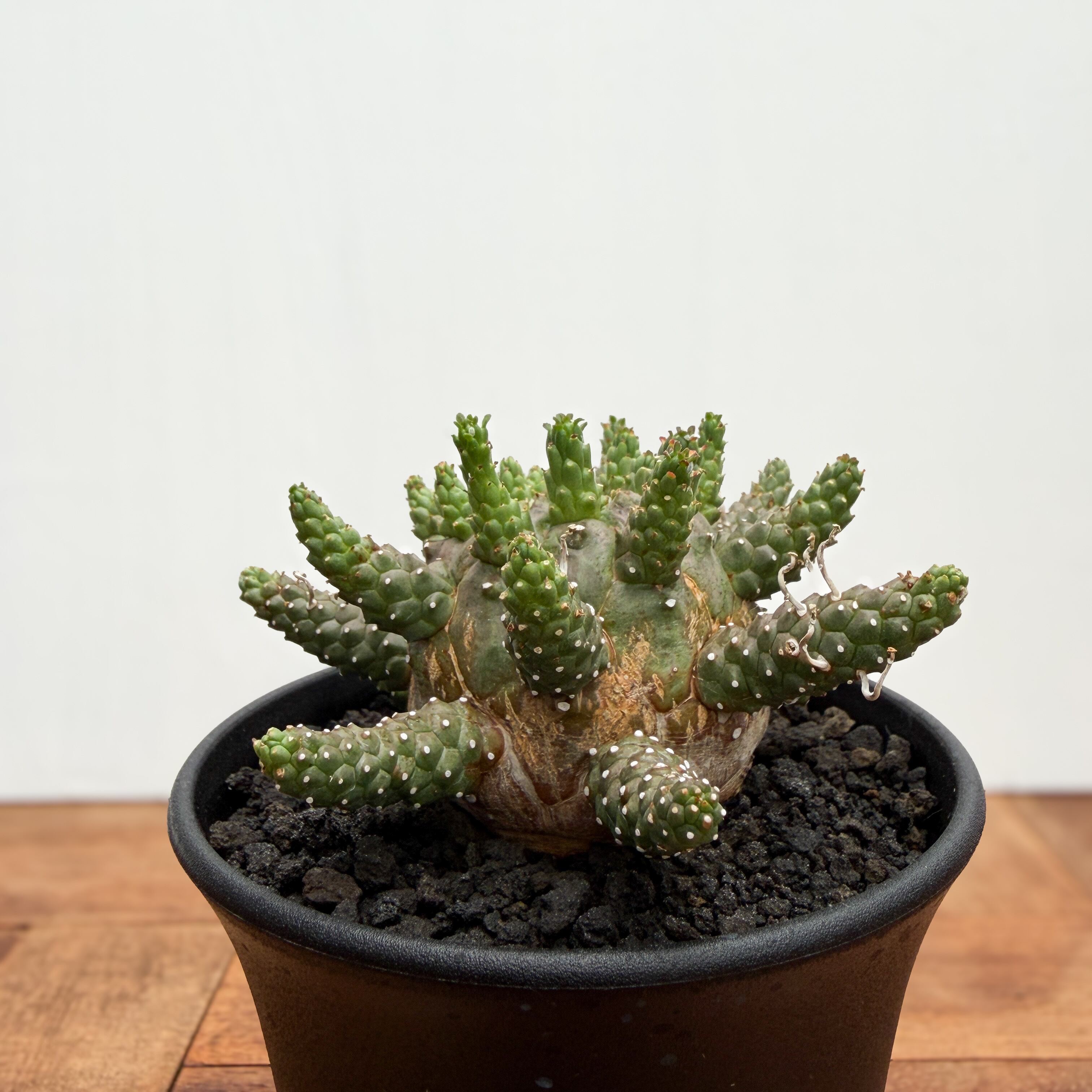 Euphorbia gamkensis 【ユーフォルビア・ガムケンシス】 | RIMO'S