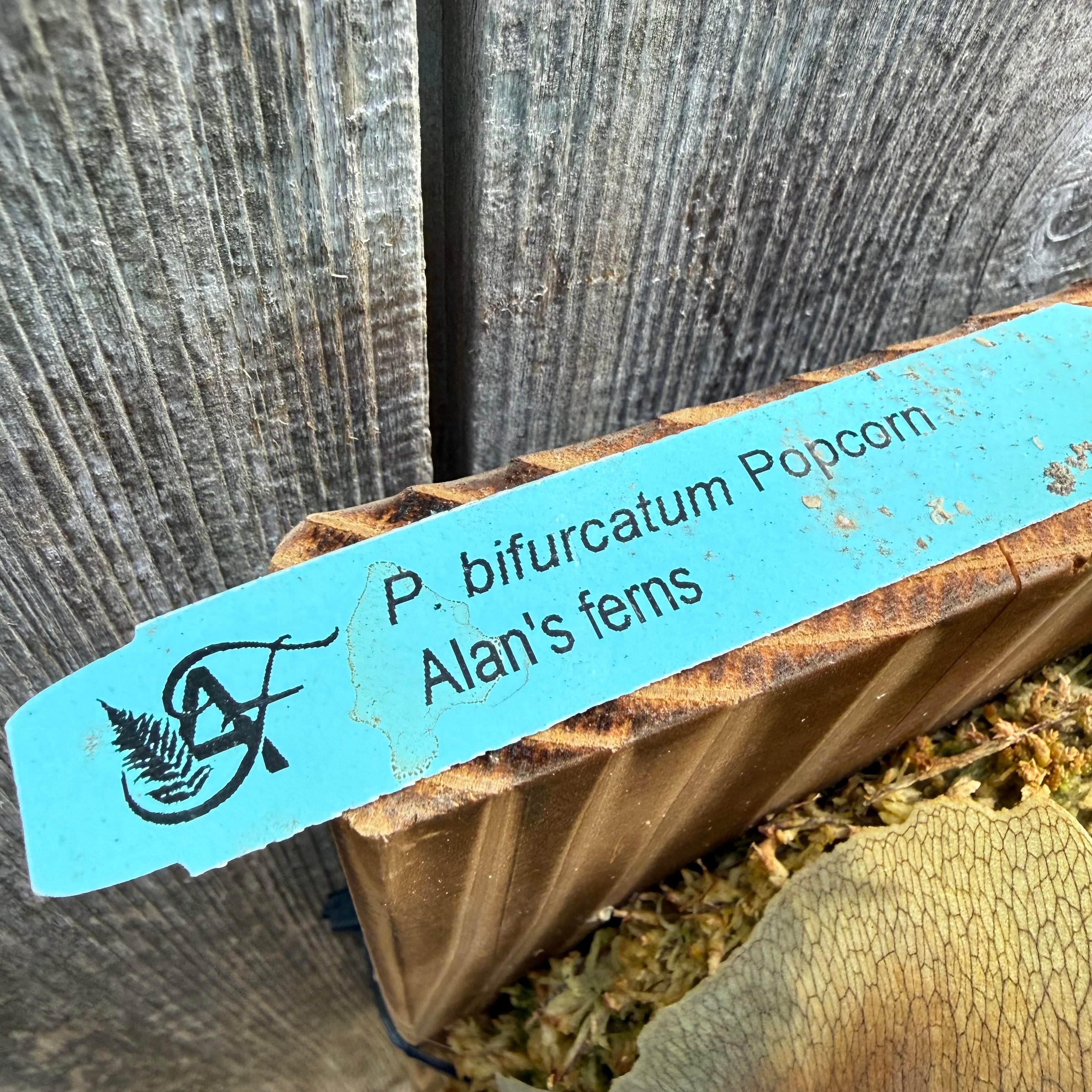 Platycerium bifurcatum Popcorn (pup) | naturefix