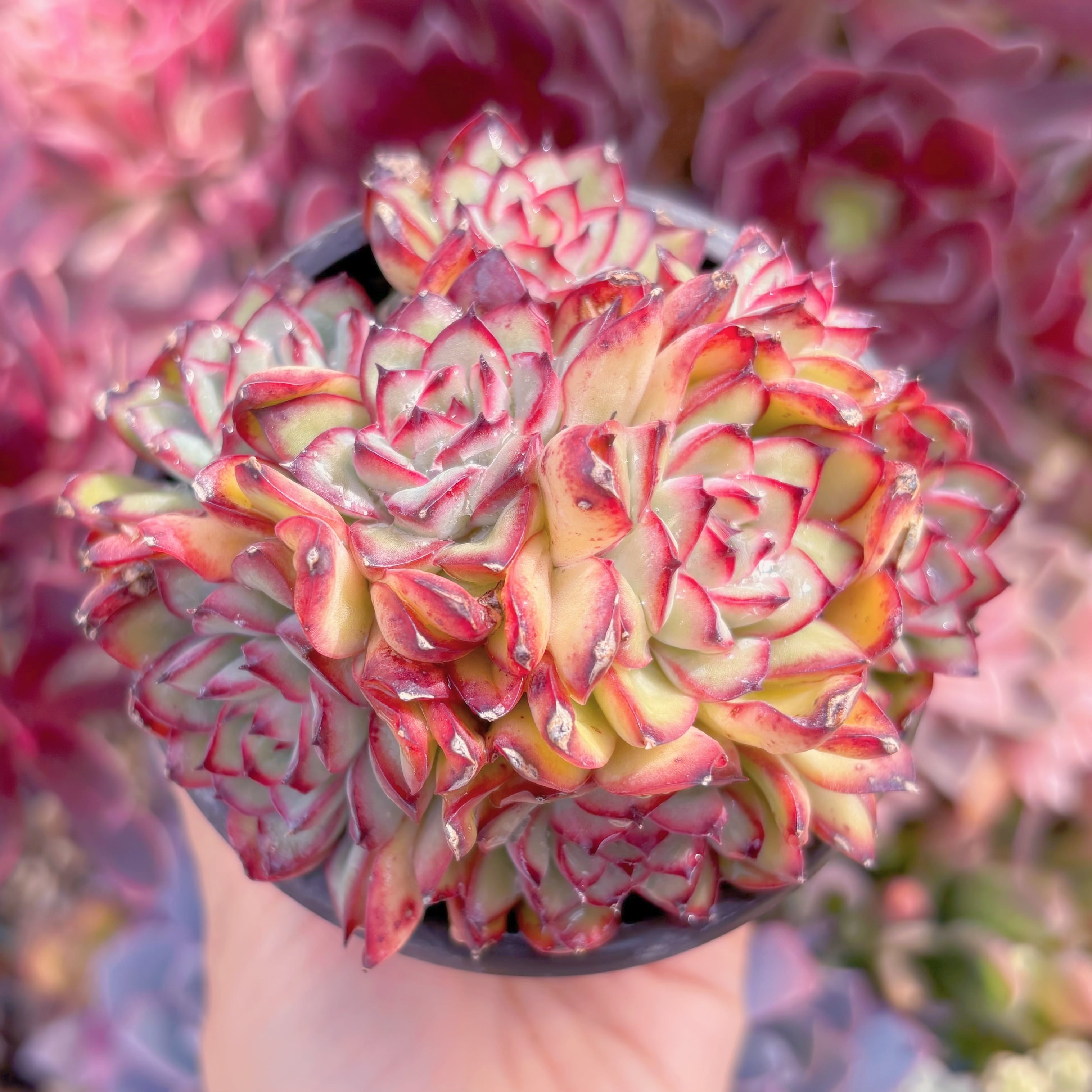 現品　メキシコプリトニス#C01　群生　るる農園