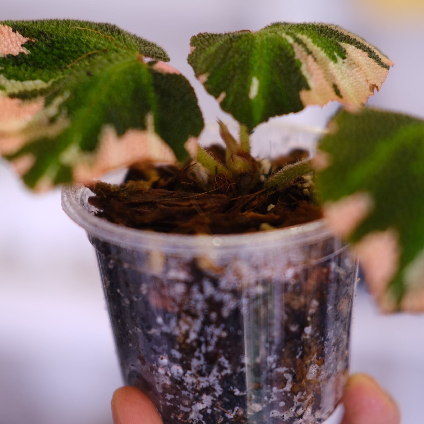 Begonia soli mutata Variegated / ベゴニア ソリムタータ