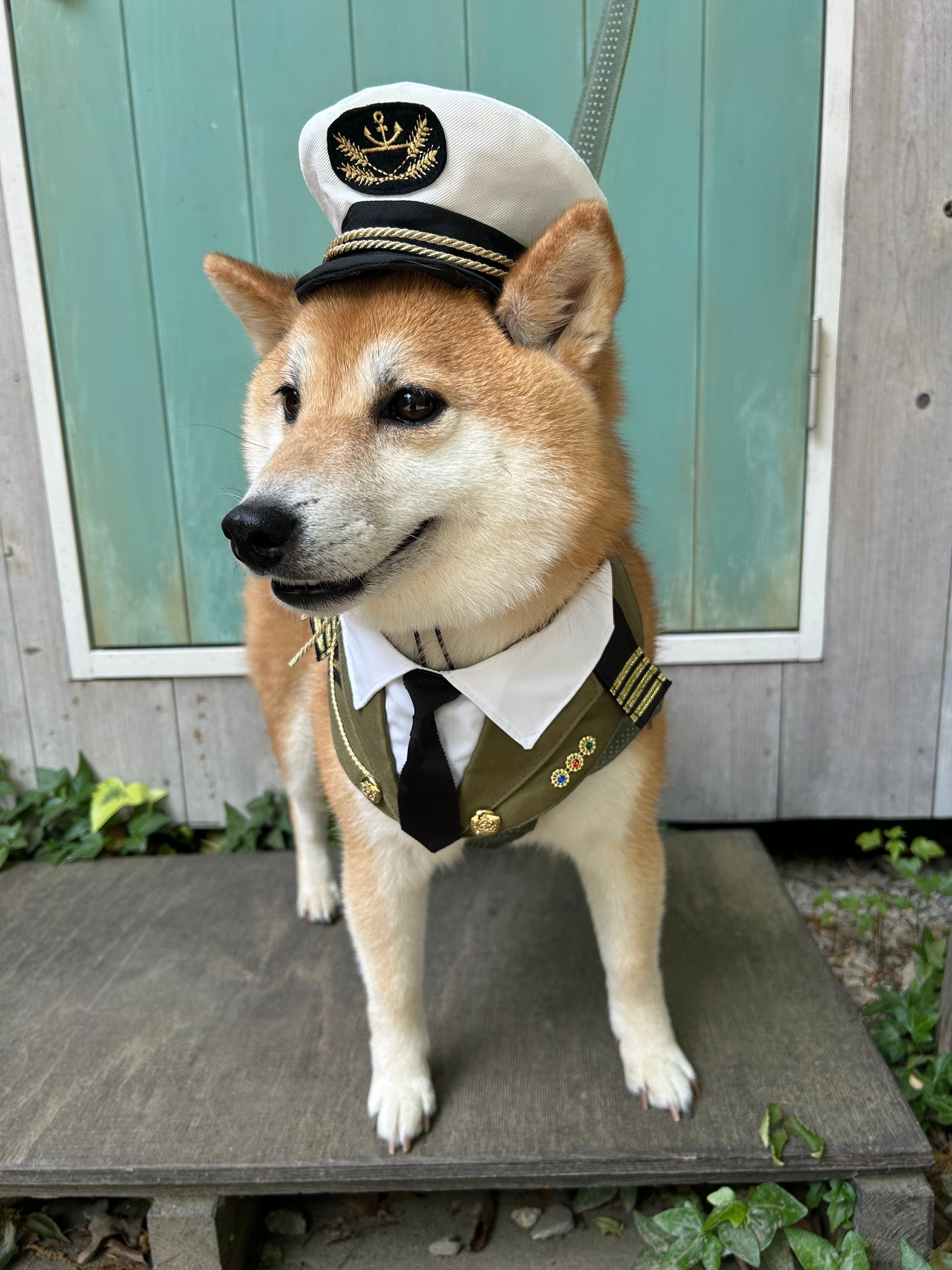 ペット用 CAPTAIN HATS