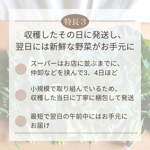 ＜クール便・金曜日発送＞【おためしサイズ】季節のお野菜セット