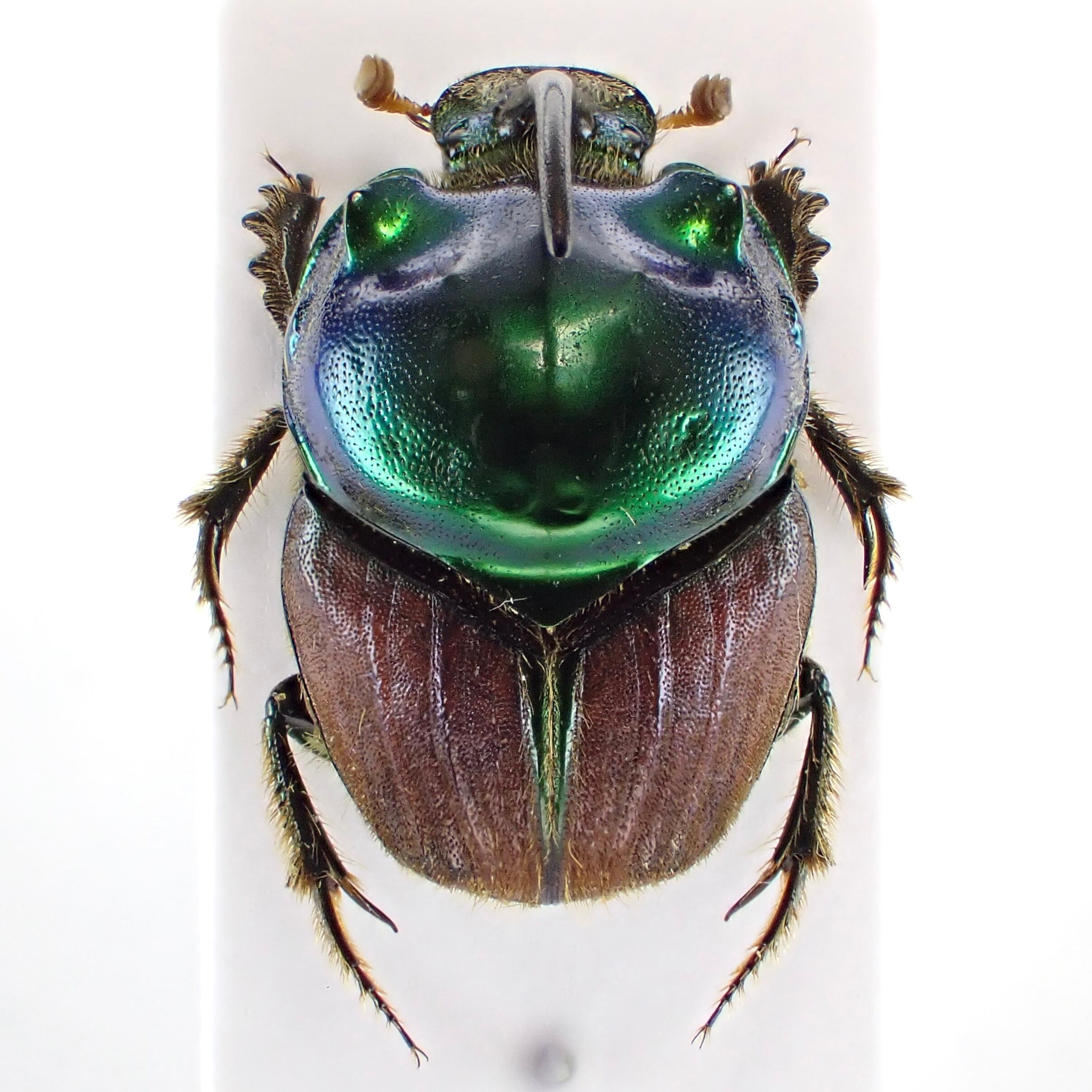 タンザニア産 Proagoderus tersidorsis ♂♀ 14mm/14mm | 昆虫 タンザニア産 Proagoderus tersidorsis ♂♀ 14mm/14mm | 昆虫