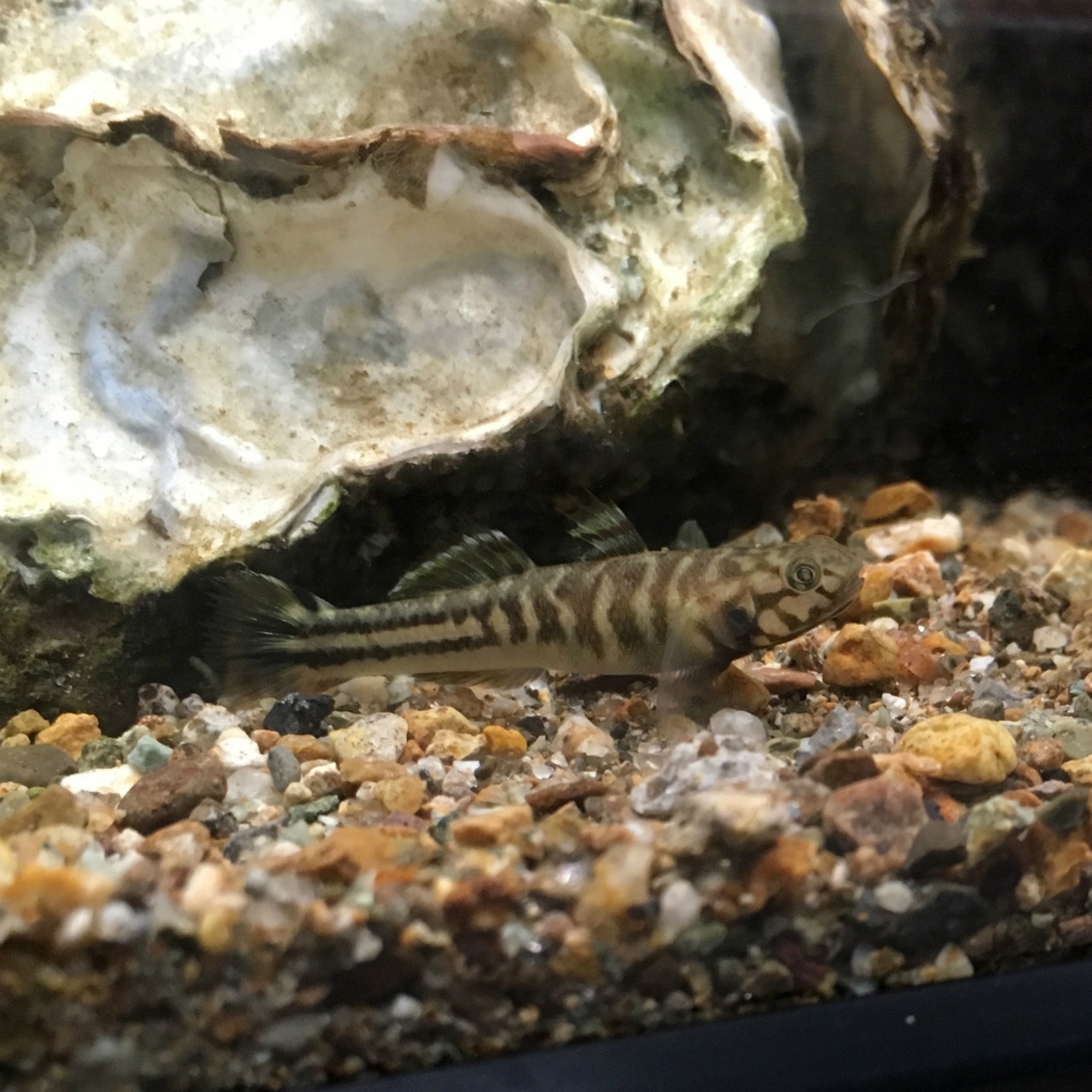（汽水魚）アベハゼ（1匹）【生体】