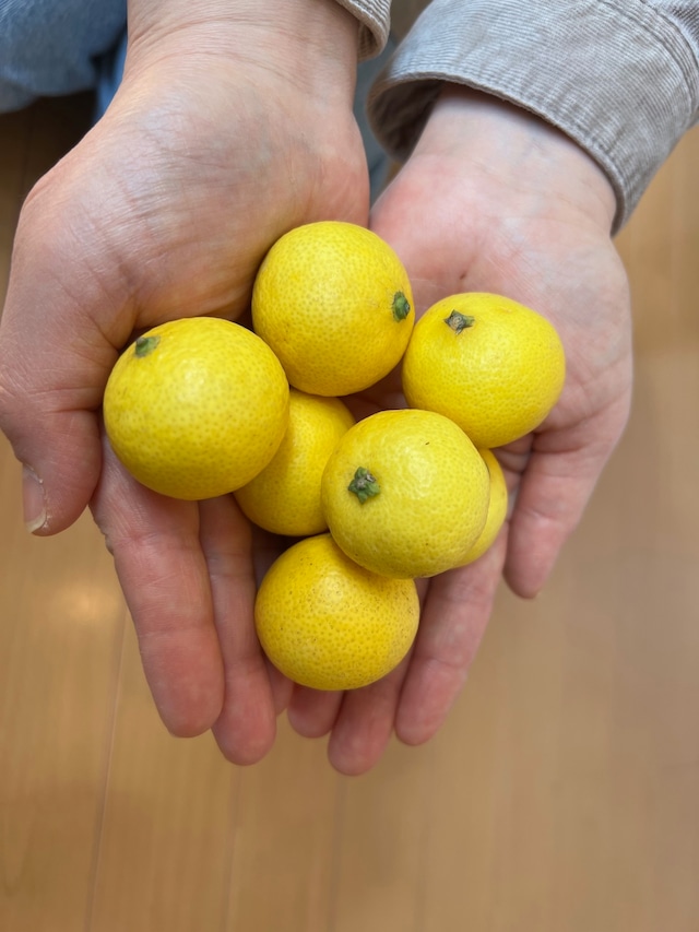 送料無料　超熟☆芳醇・湘南ゴールド（L・２Lサイズ）５ｋｇ