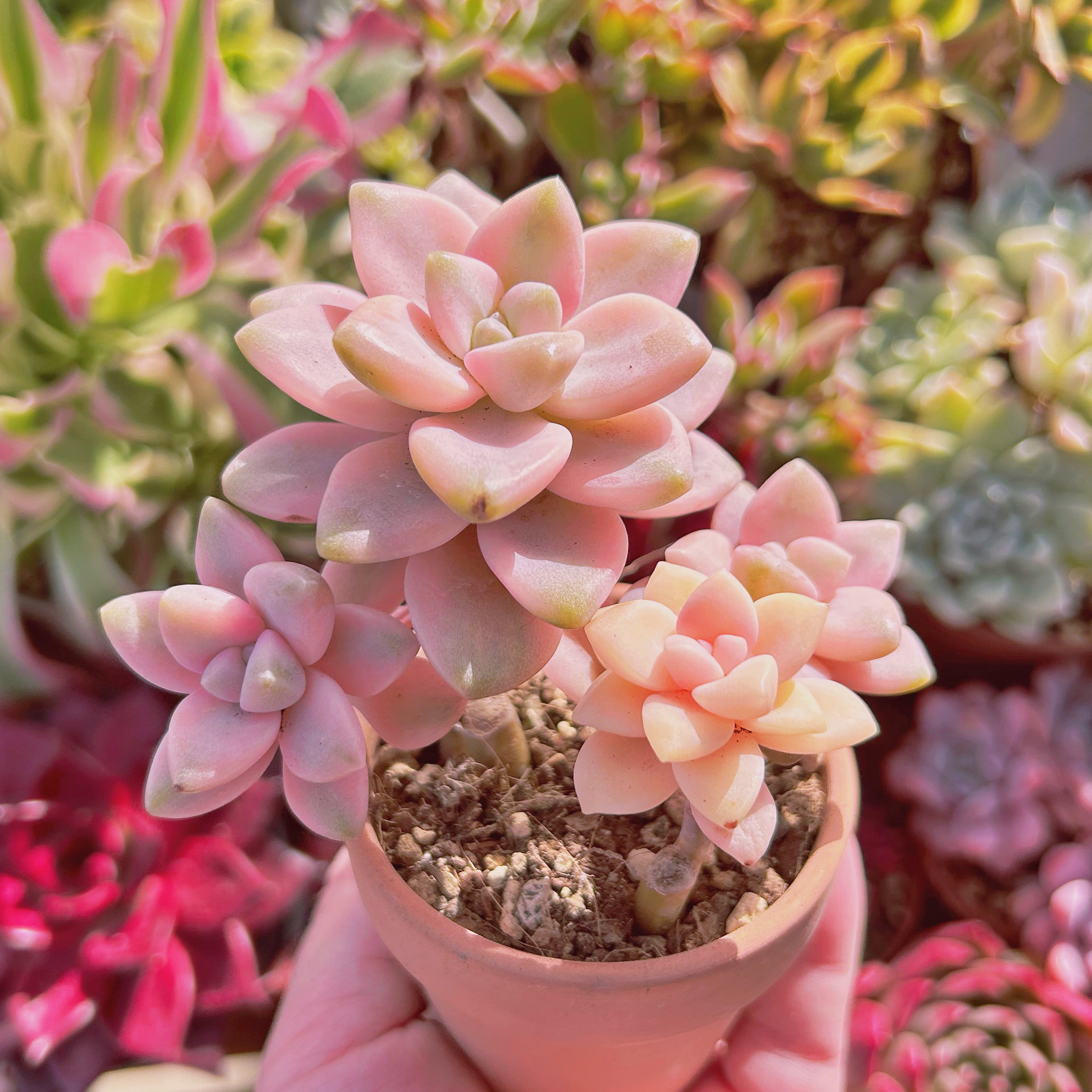 ベスト 多肉植物 淡雪錦。 抜き苗5株 楽天市場】多肉植物 淡雪の通販