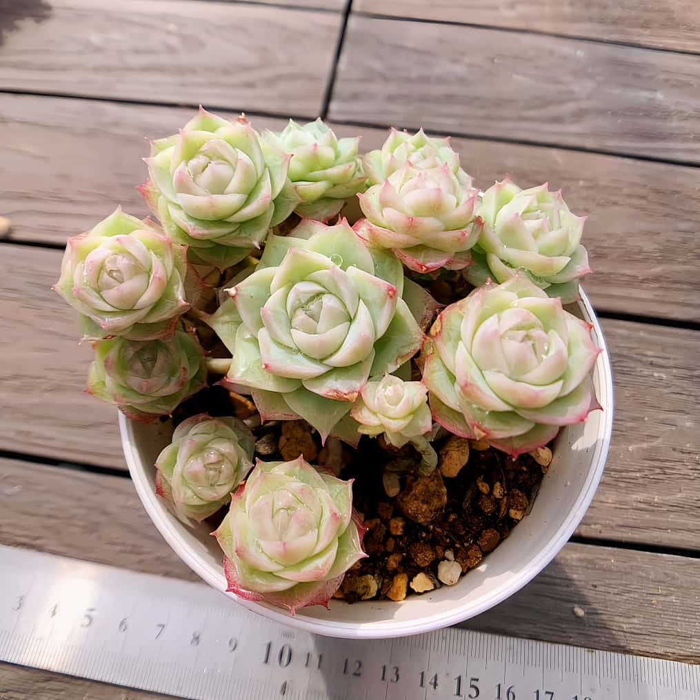 多肉植物 大苗 太幹 ピンクウィッチ 多頭 アエオニウム 美苗 #4 | PAY ID