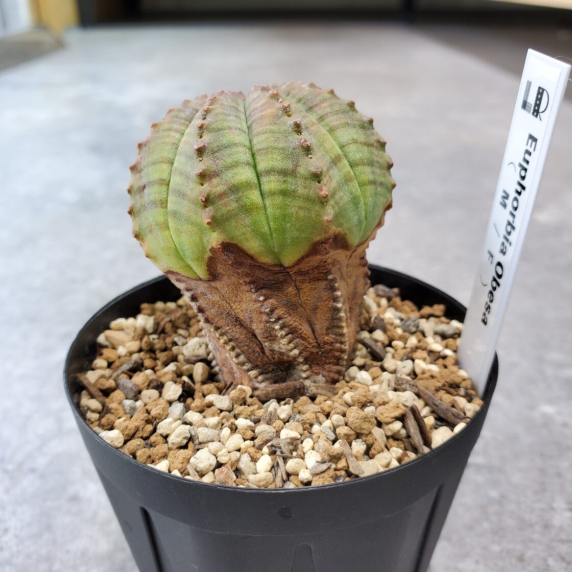 木質化オールドオベサ わざとらしい 親株 雌株 古株ユーフォルビア  