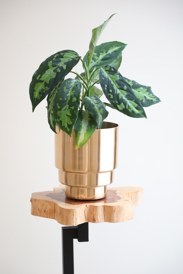 【S】アグラオネマ ピクタム トリカラー/Aglaonema  pictum tricolor  ※アルミ鉢カバー付き