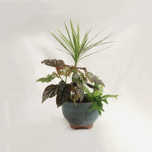 観葉植物【PLANT SET】