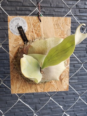 P.White House #2 【artPLANTs】ビカクシダ/Platycerium