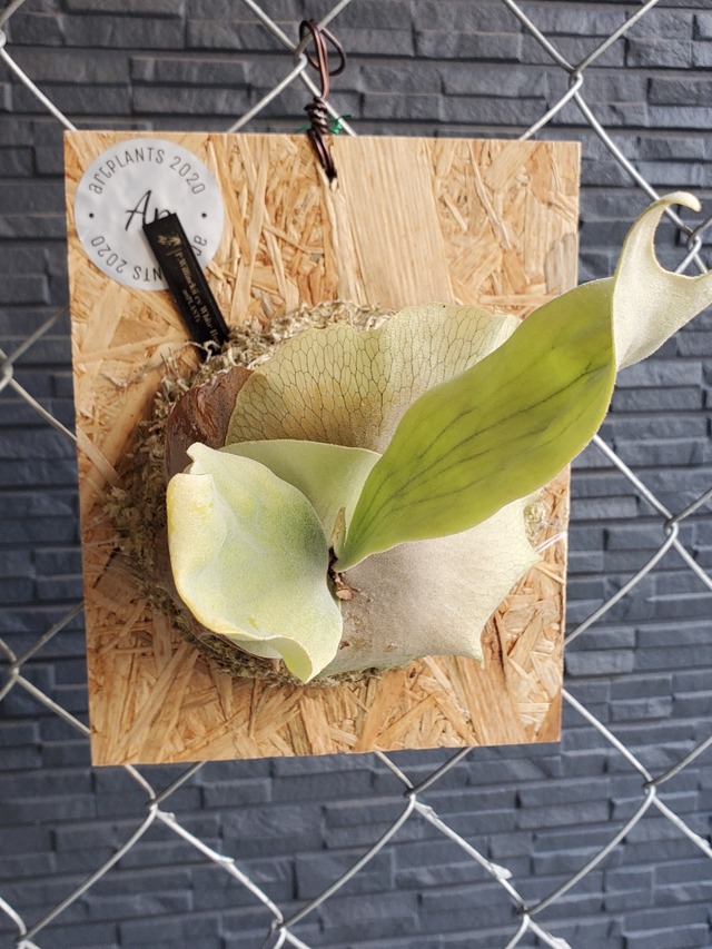 P.White House #2 【artPLANTs】ビカクシダ/Platycerium