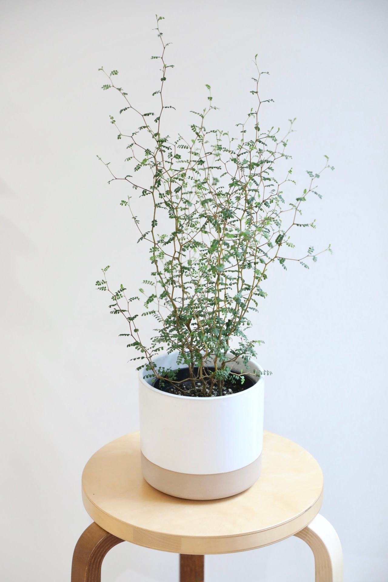 【M】ソフォラ リトルベイビー/Sophora prostrata Little Baby