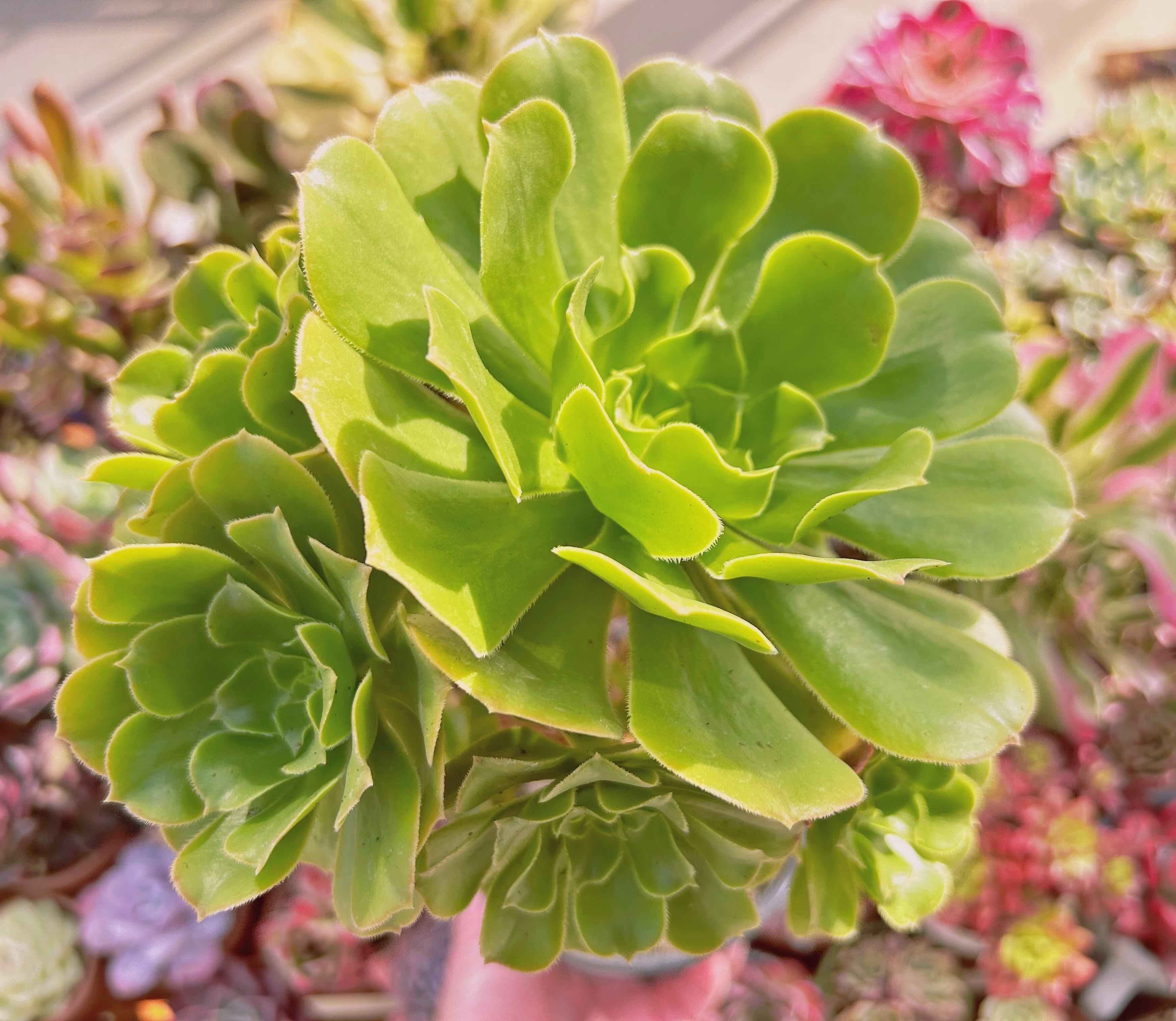 現物 多肉植物 グリーンカシミヤ 特大 抜き苗 | るる農園~多肉植物専門