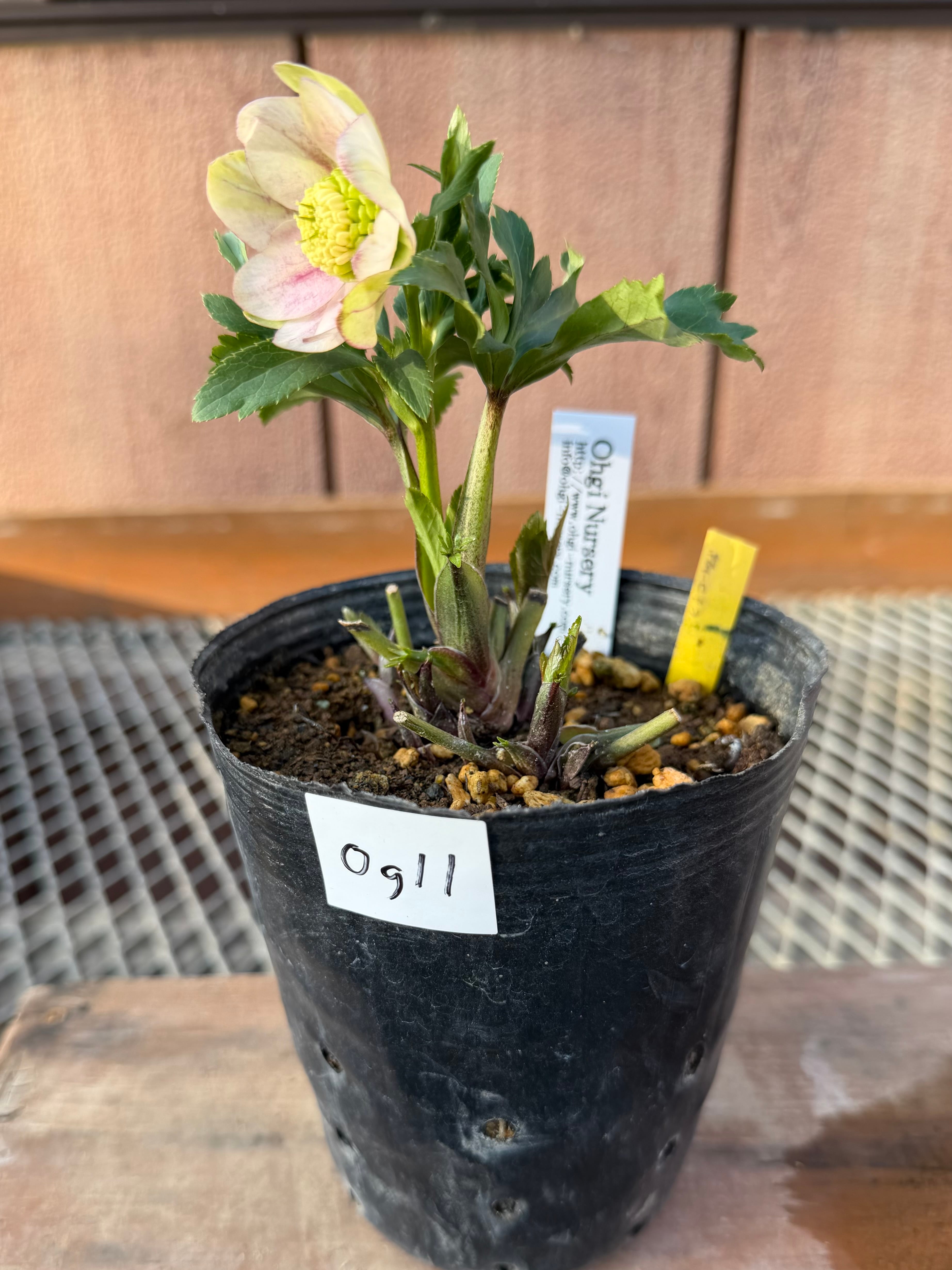 ヒデコート完成形 大木ナーサリー クリスマスローズ【Og11】送料無料