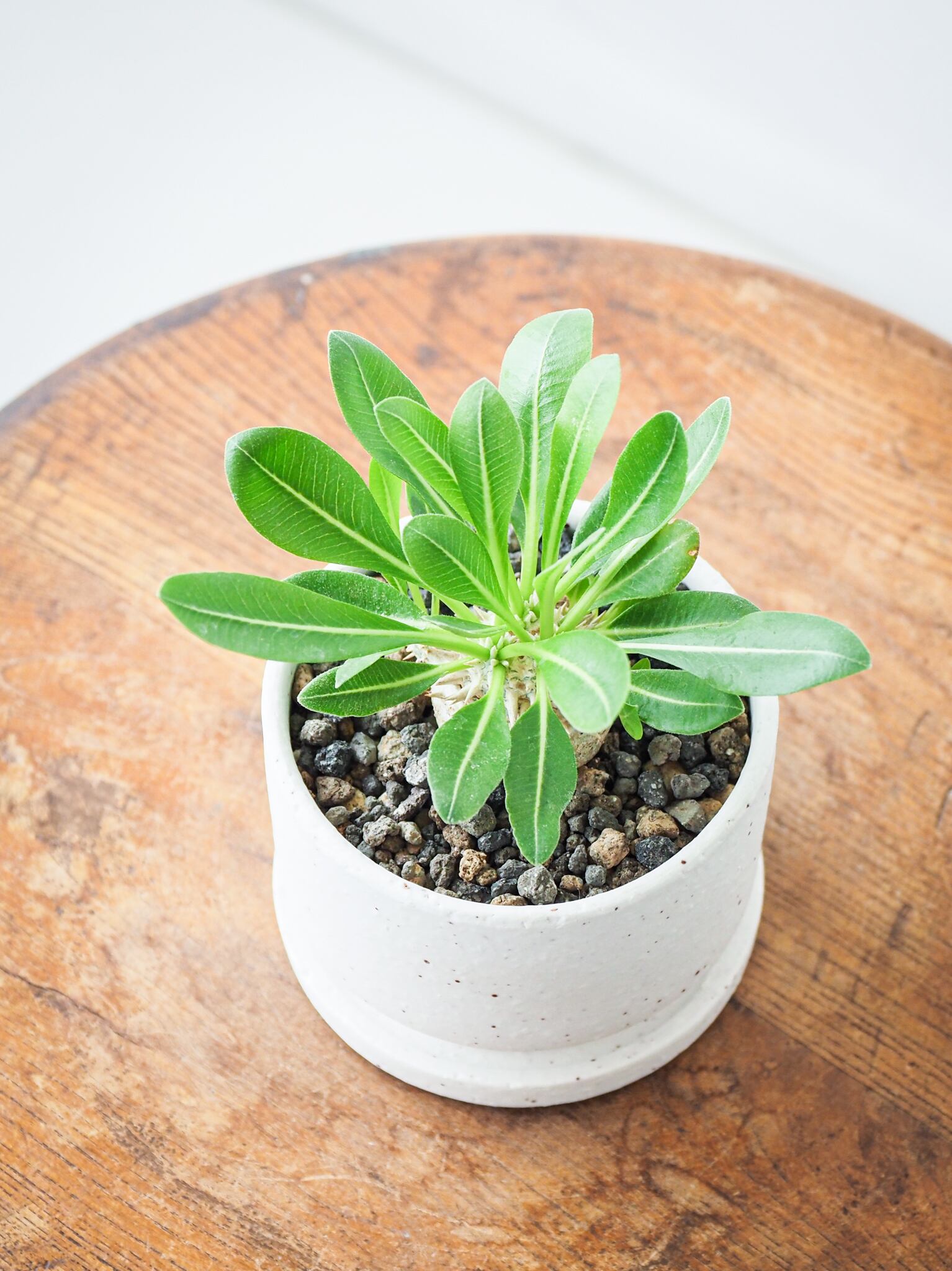 パキポディウム 恵比寿笑い 発根済み パキポディウム 恵比寿笑い【発根確認済】 【公式通販】