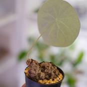 Stephania kaweesakii / ステファニア カウィーサキー㊱/ 観葉植物