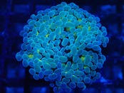 【一ヶ月熟成】ParaAncoraHologram 12