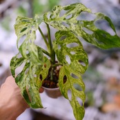 Monstera adansonii Mottled / モンステラ アダンソニー ミント⑪ / 観葉植物<育て方・花言葉>