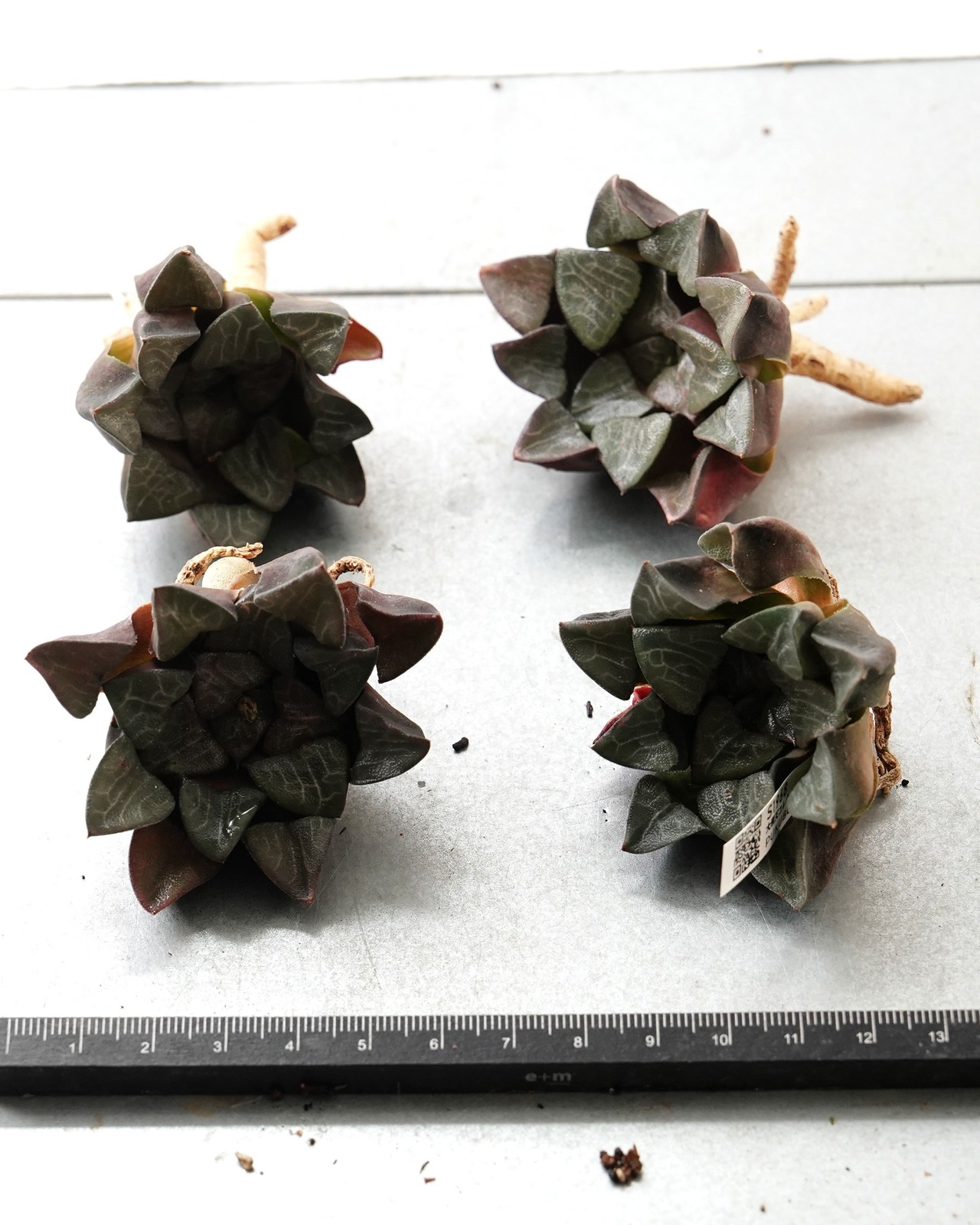 一部発根済カット苗 ハオルチア 大黒天コレクタ M Haworthia 'Daikokuten Correcta'