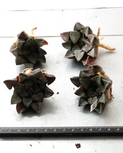 一部発根済カット苗 ハオルチア 大黒天コレクタ M Haworthia 'Daikokuten Correcta'